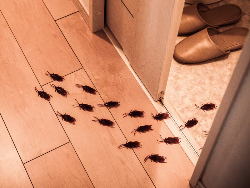 Cockroach Control in Toronto