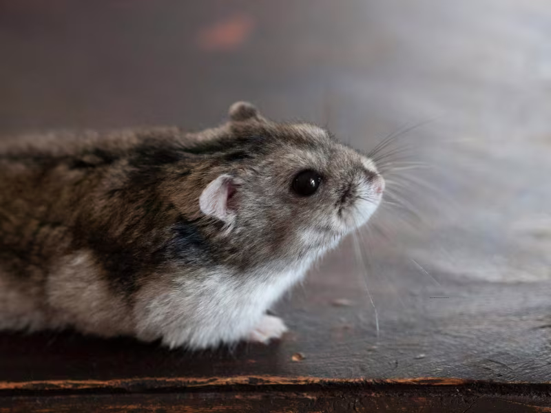 Mice Control in Toronto