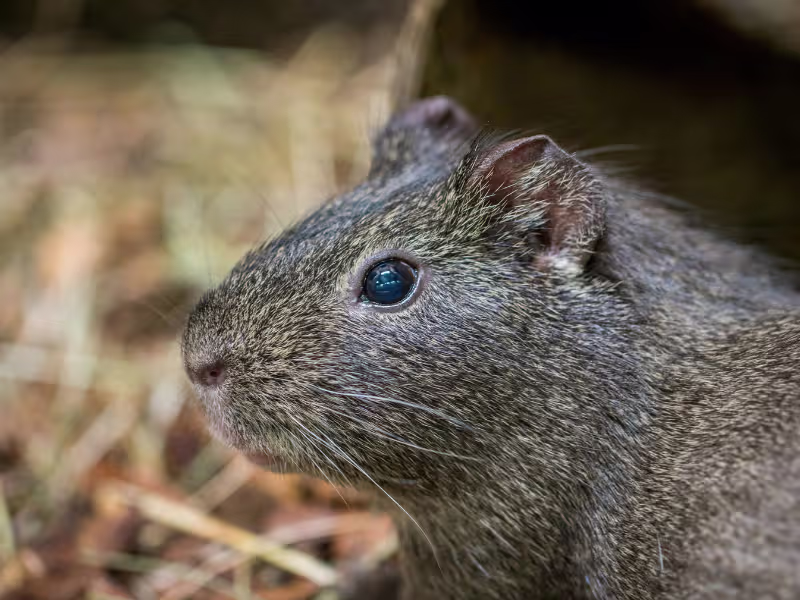 Rodent Control in Toronto