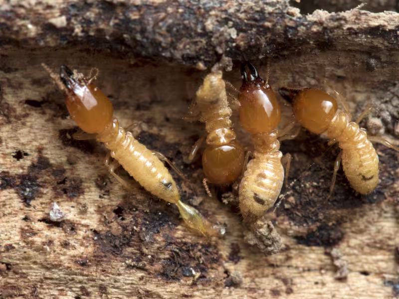 Termite Control in Toronto