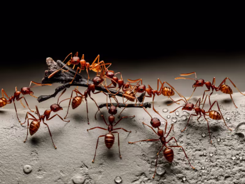 Ant Control in Toronto