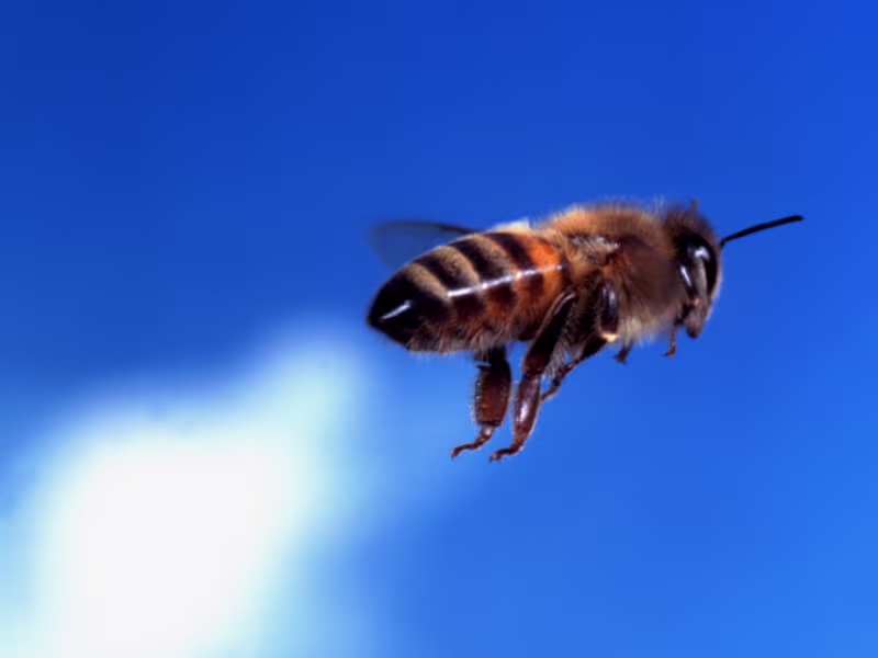Bee Removal in Toronto