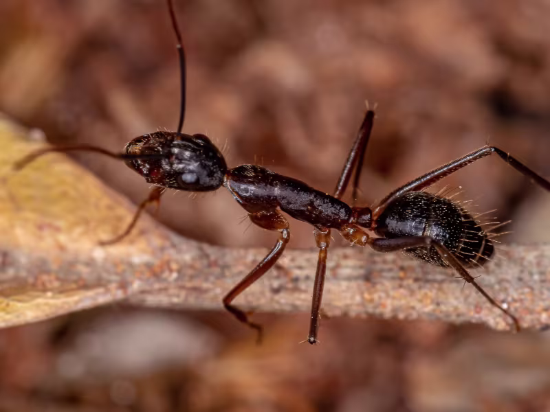 Carpenter Ants Control in Toronto